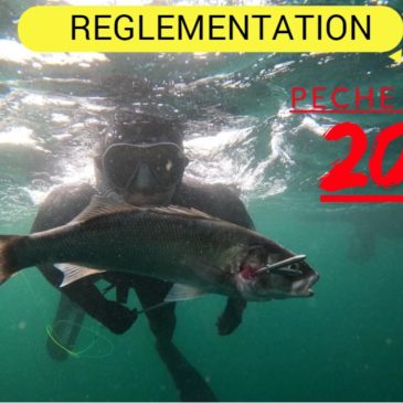 Réglementation : pêche au bar en 2022