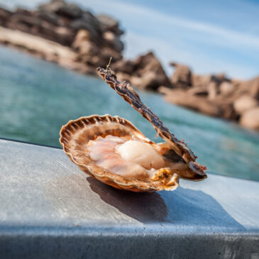 Pêche de la coquille Saint-Jacques